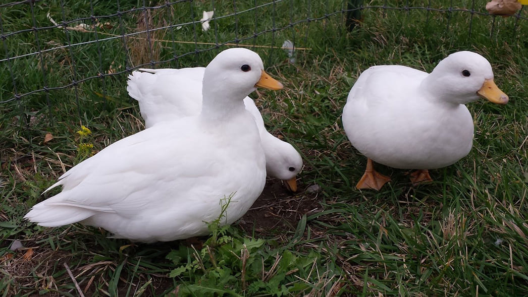 Утка породы Агидель