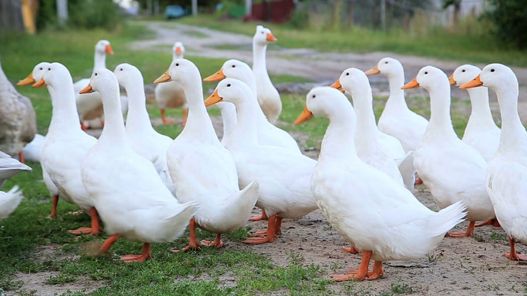 Утка породы Черри Велли