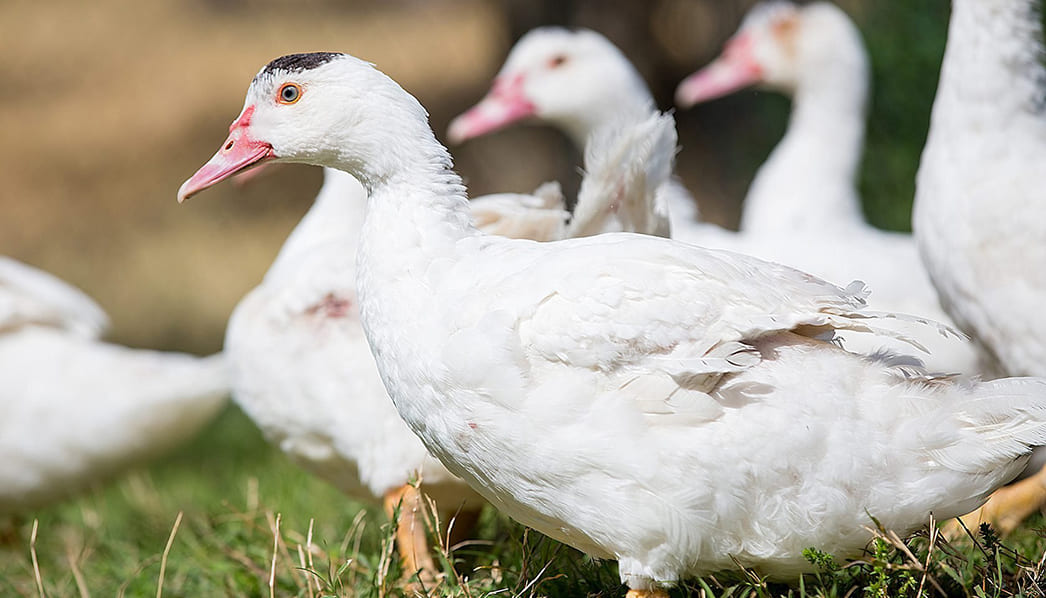 Утка породы Муларды