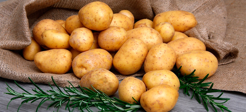 Новые сорта картофеля проходят испытания