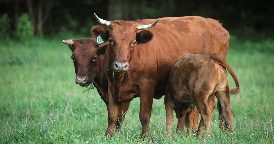 Порода коров декстер: Корова-такса