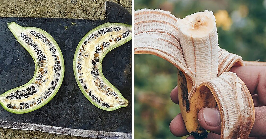 Банан до селекции