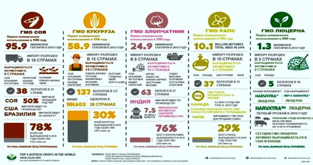Инфографика ГМО-продуктов 