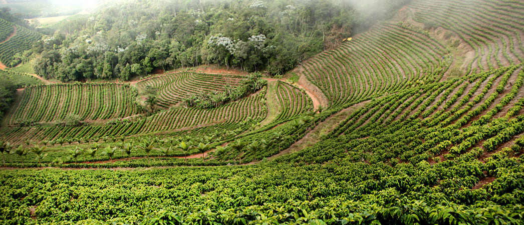 Кофейная плантация в Бразилии