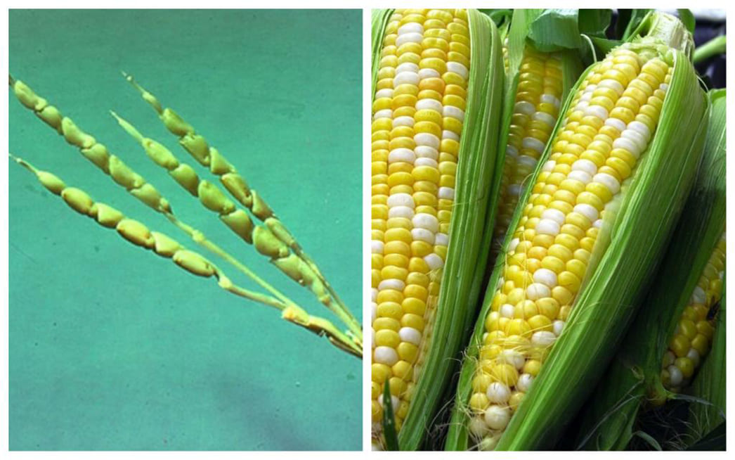Кукуруза до селекции