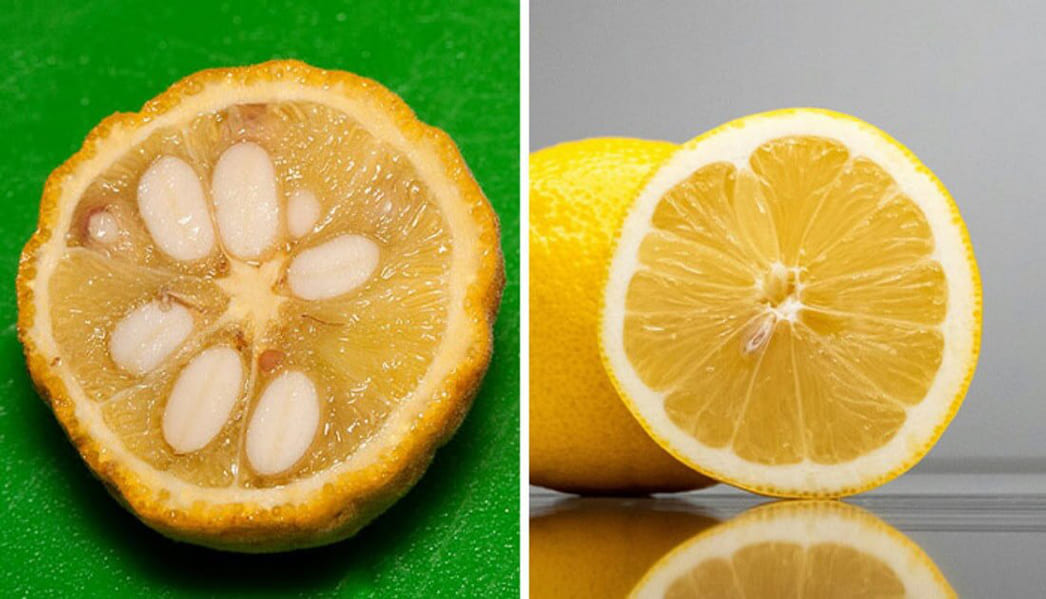 Лимон до селекции