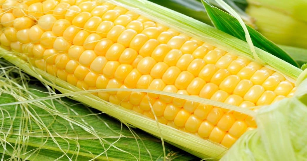 Новый сорт кукурузы