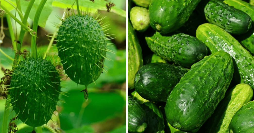 Огурец до селекции