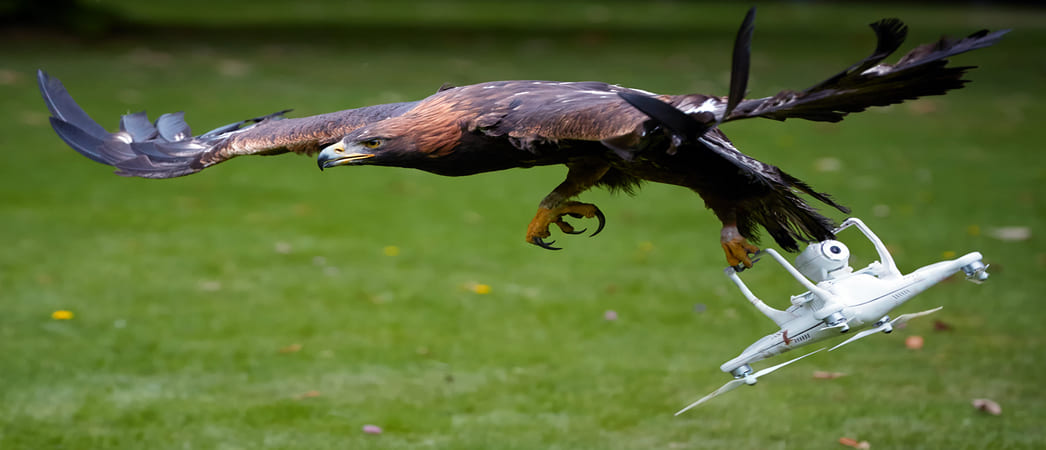 Орел нападает на дрон