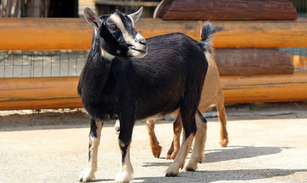 Порода коз Нигерийская карликовая