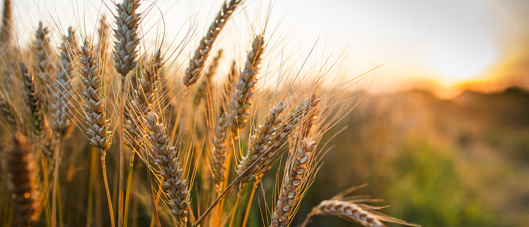 Пшеница