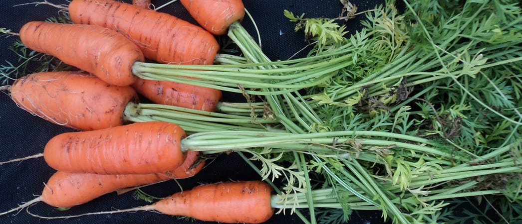 Сорт моркови 