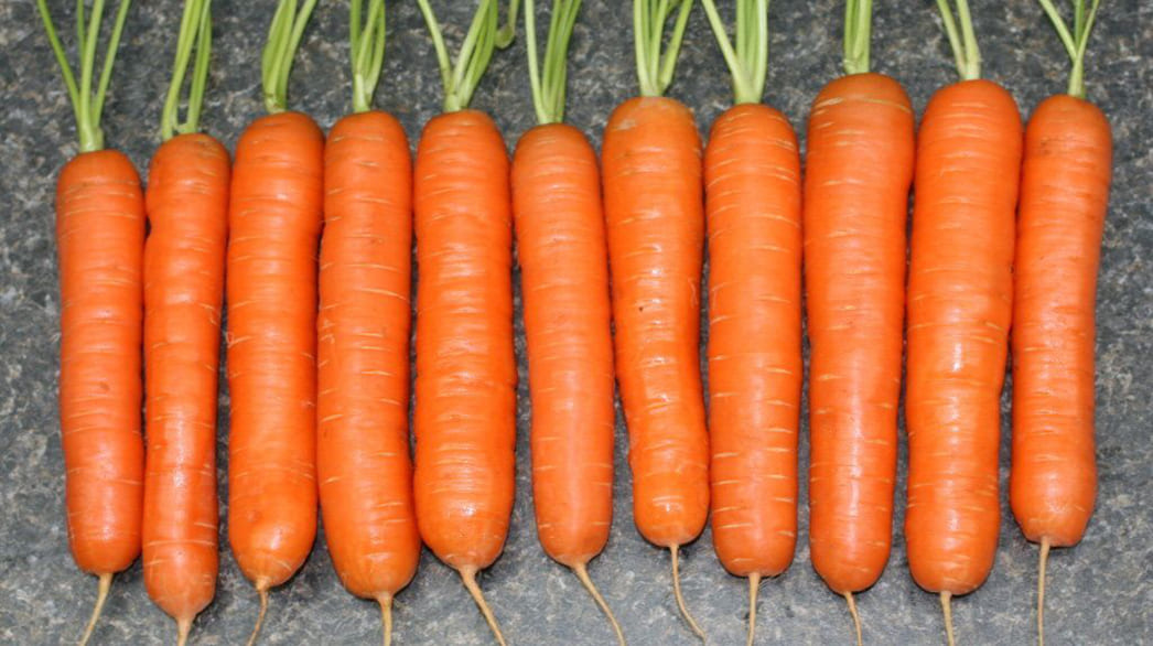 Сорт моркови 