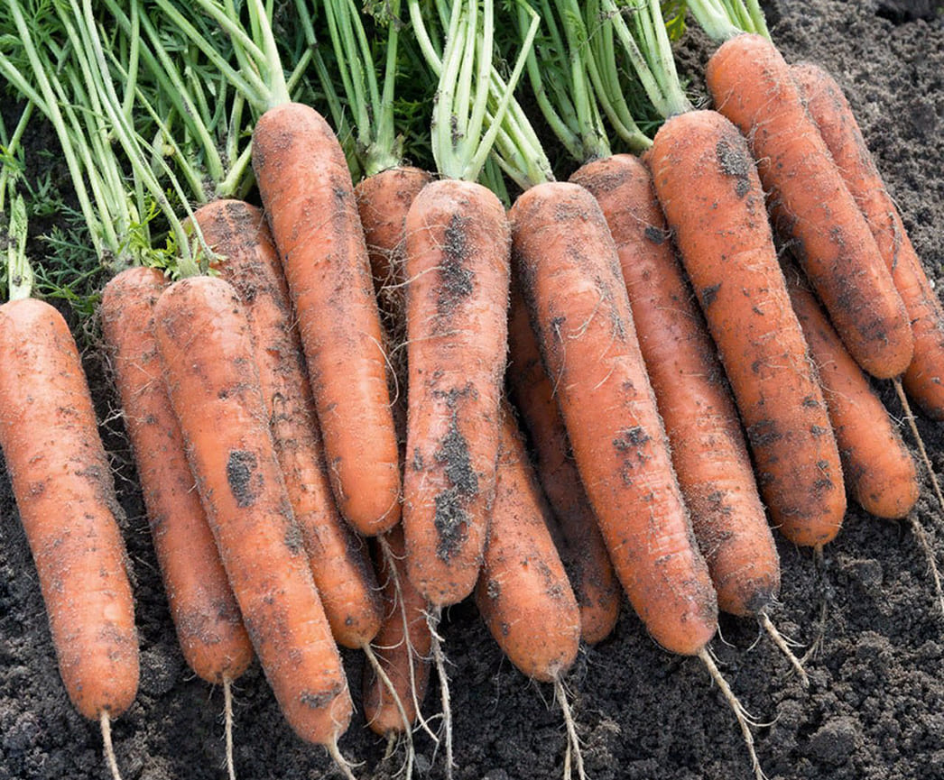Сорт моркови 