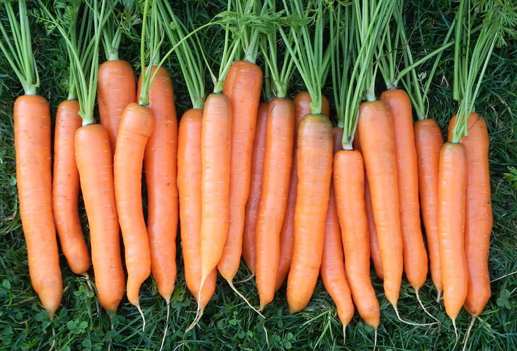 Сорт моркови 