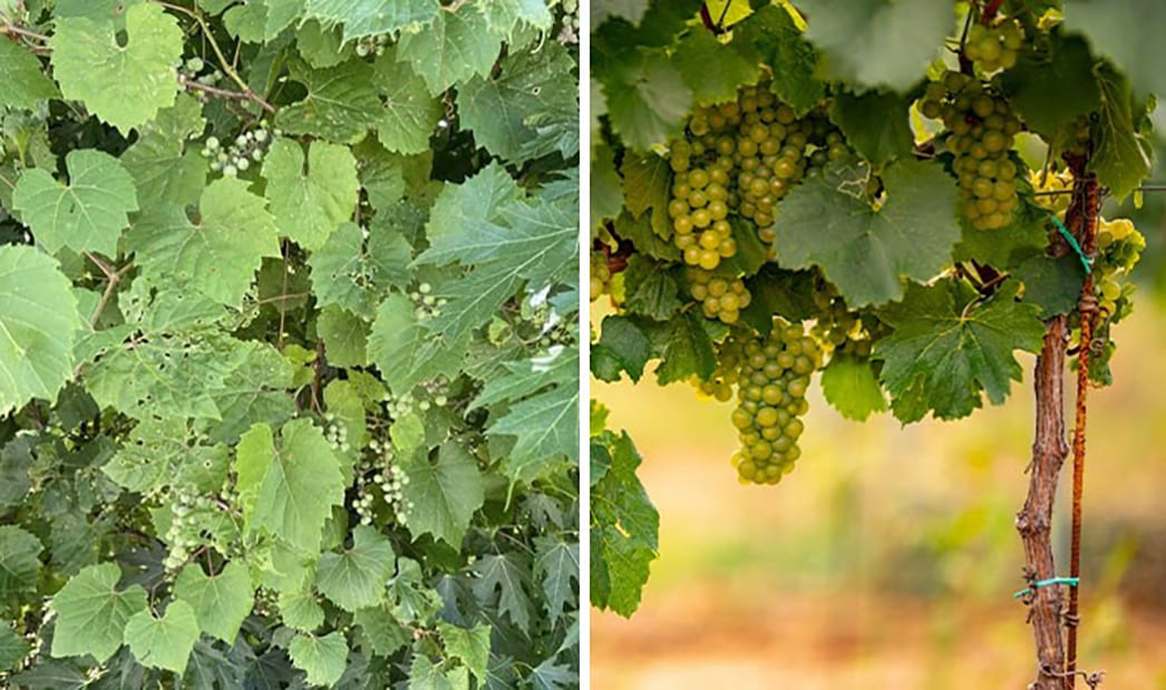 Виноград до селекции