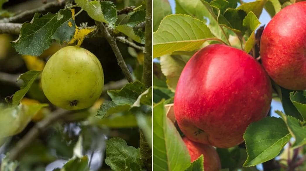 Яблоко до селекции