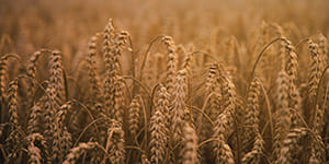 В пшенице найден ген отвечающий за ржавчину