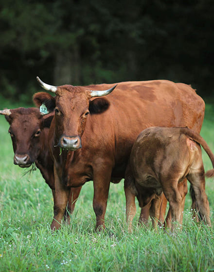 Декстер: Корова-такса. Удивительная порода маленьких коровок