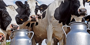 Лучшие породы молочных коров на отечественном пространстве