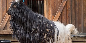 ТОП-5 необычных и редких пород коз, которые привлекают внимание специалистов