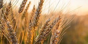 Сорт пшеницы, устойчивый к тле-переносчику вируса карликовости